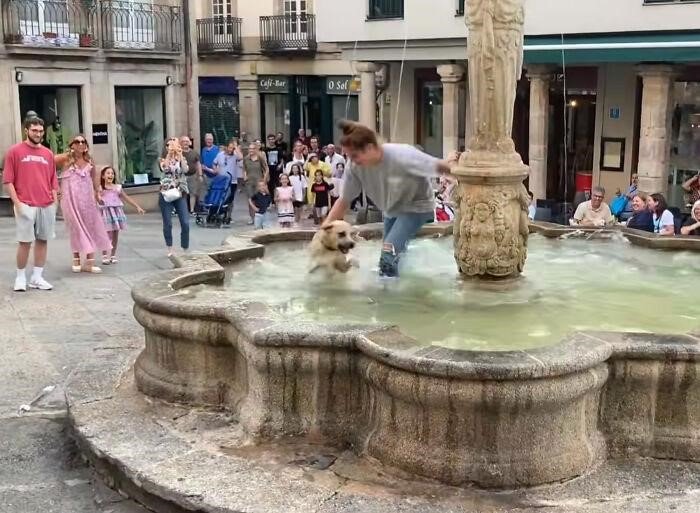 A Dog Who Happily Played In The Fountain