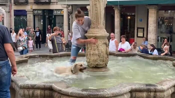 A Story About A Dog Who Happily Played In The Fountain, Causing The Crowd To Laugh