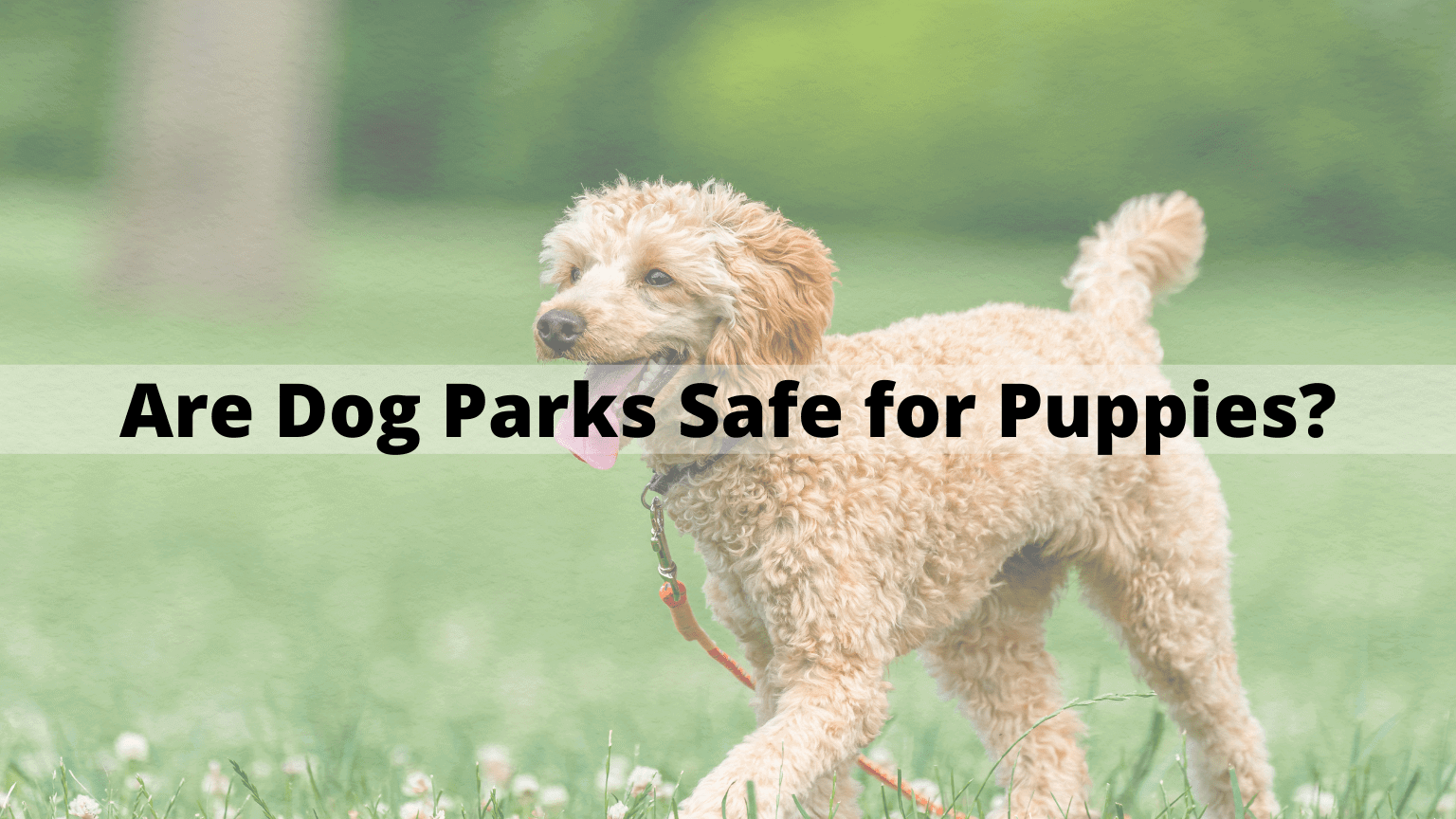 Are Dog Parks Safe for Puppies?