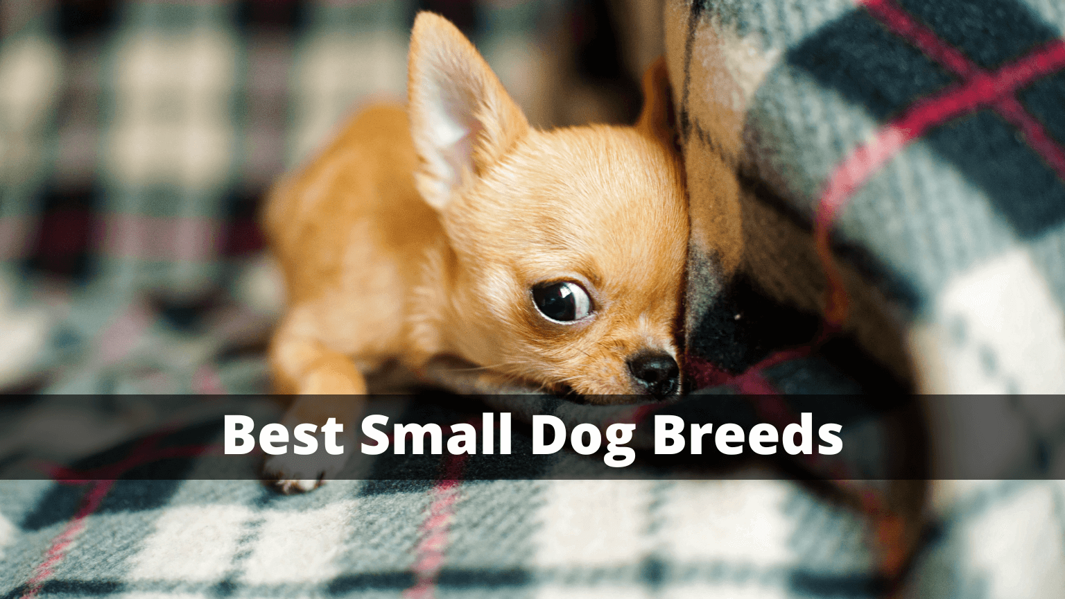 Best Small Dog Breeds: Your Guide to Finding the Perfect Furry Companion